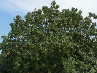 Figa Flor Negra de Sant Antoni de Calonge