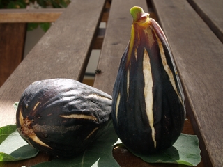 Figues flors de Sant Antoni de Calonge