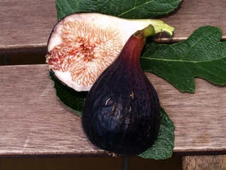 Figa Flor Negra de Sant Antoni de Calonge