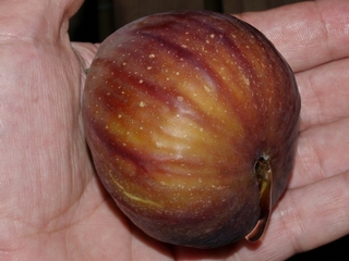 Madeleine des deux saisons