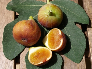 Madeleine des deux saisons