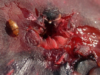 Carpophilus