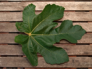 Fulla de la Napolitana
