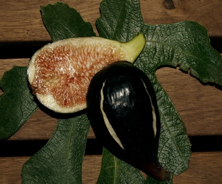 Dama Valenciana