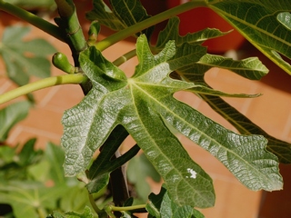 Dama Valenciana
