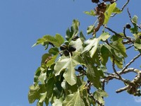 Bourjassot Fig