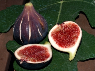 Negra D'agde