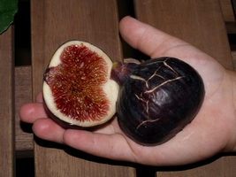 Figs 30 July 2007