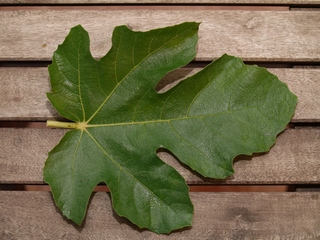 Sucrette