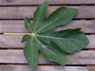 Fulla de la carabasseta