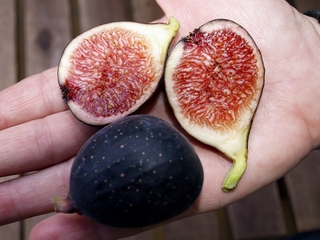 Petite Negri