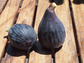 Petite Negri
