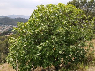 Figa Plàtan
