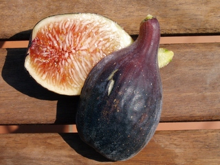 Figa Plàtan