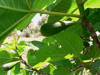Figa Plàtan