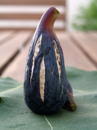 Figa Plàtan