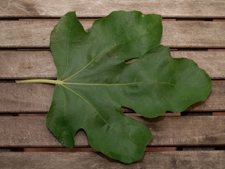 Fulla de la Verdal