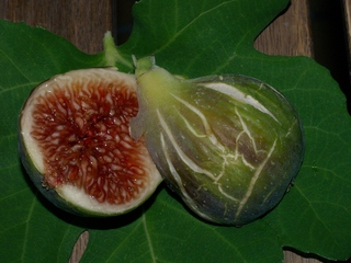Fulla de la Verdal