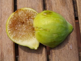 Figa dottato estiu