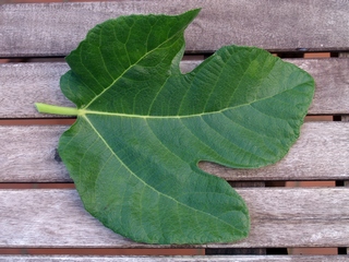 Fulla de Dottato