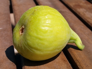 Fico del Portogallo
