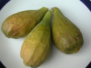 Figues flors del fico del Portogallo