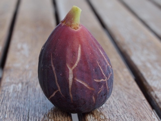 Roja de Mallorca