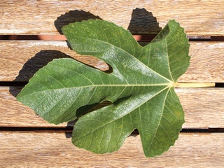 Fulla de la LSU Gold