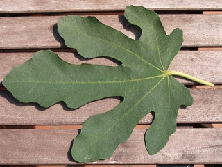 Vasilika Sika