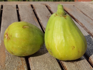 Vasilika Sika