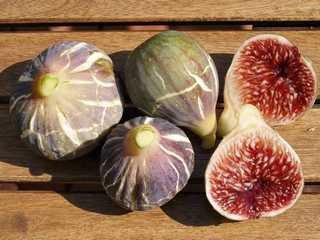 Rojeta