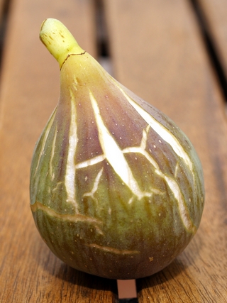 Rojeta