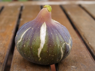 Rojeta