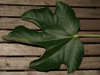 Rojeta