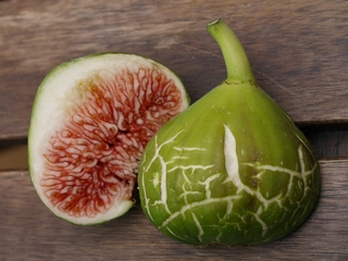 Rojeta