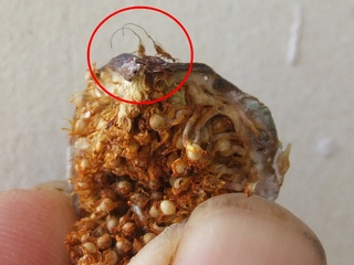 Blastophaga Psenes
