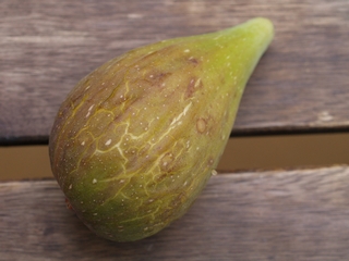 Longue d'août