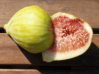 Trojano