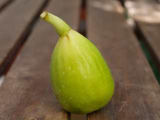 Trojano