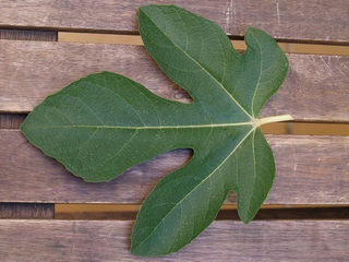 Trojano