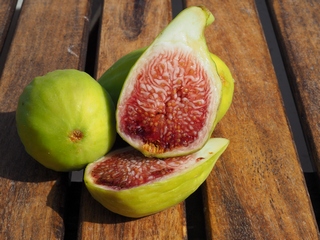 Trojano