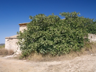 Campdàsens