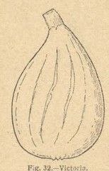 Fulla de la victoria