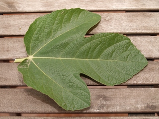 Paratjal