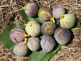 Paratjal