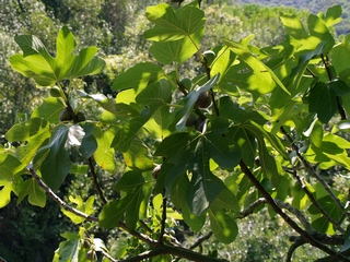 Paratjal