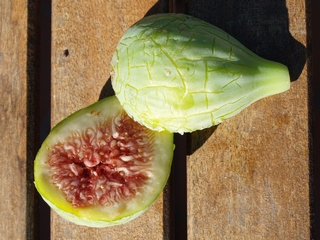 Cucurella