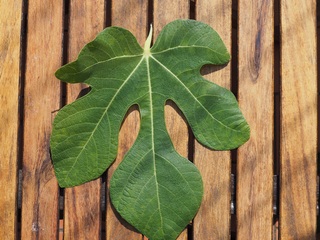 Cucurella