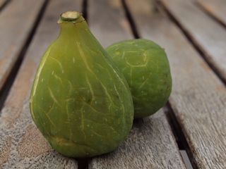 Cucurella