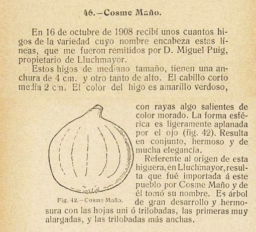 Cosme Manyo